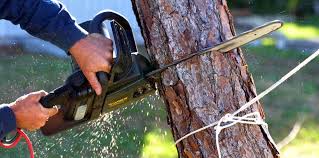 Best Tree Preservation Services  in Superior, WI